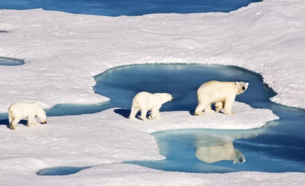arctic studies center​