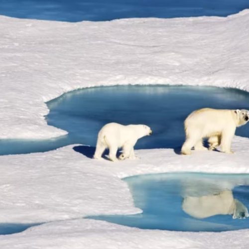 arctic studies center​